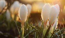 Havanın temperaturu düşməkdə davam edəcək, yağış yağacaq