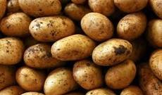 25 ton zəhərli kartofun İrandan Azərbaycana daxil olmasının qarşısı alınıb