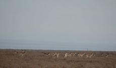 ETSN Acınohurda yeni yoxlamalar keçirib