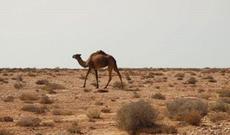 Alimlər Böyük Səhranı yaşıllığa çevirəcəklər