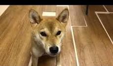 Yaponiyada it adam kimi danışdı — ŞOK VİDEO