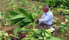 Azərbaycanda bahalı tütün növünün istehsalına başlanıldı