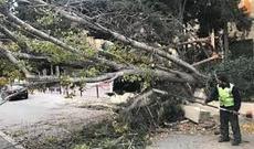 Ağacları kəsən şəxslə bağlı toplanmış materiallar Prokurorluğa göndərilib