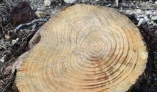 Xırdalanda ağac kəsən 8800 manat cərimələndi