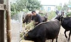 Azərbaycanda işsiz vətəndaşlara mal-qara verilib