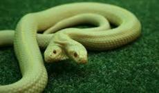 Almaniyada ikibaşlı ilan aşkarlanıb