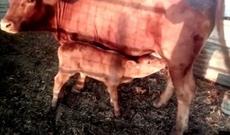 İsraildə qiyamətdən xəbər verən 3 hadisə baş verib