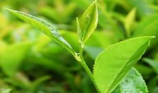 Azərbaycan çayı Türkiyəyə ixrac ediləcək