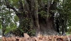 Azərbaycanda insanları sehirləyən ağac (VİDEO)