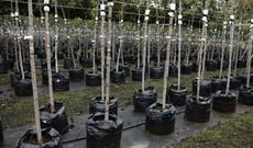 Vətəndaşlara pulsuz tinglər paylanılacaq