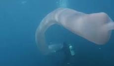 Yeni Zelandiyada nəhəng qeyri-adi dəniz canlısı kadrlara düşüb - VİDEO
