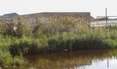 “Qulağına pomada sürtüb satırlar...”