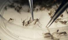 Hindistanda 109 nəfər Zika virusuna yoluxub