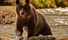 İsmayıllıda ayı ovlayan 6 nəfər tutuldu