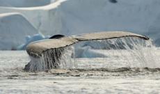 Antarktidanın buz qatının altında “qəbiristanlıq” var