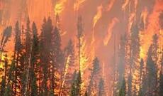 Kaliforniyada yanğının vurduğu ziyan milyard dollarlarla ölçülür