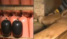 Qocalıb ölən inəklərin ətini yeyirik? - Kolbasa və sosislərlə bağlı ŞOK İDDİA – VİDEO