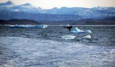 Şimal qütbündə ən qədim buzlaqların 95 faizi əriyib