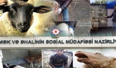ƏƏSMN-in Kasıblara ölüvay heyvanlar verilməsinin pərdəarxası - VİDEO