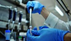 Gürcüstanda "donuz qripi" təhlükəli epidemiyaya çevrilir