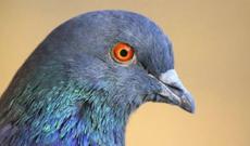 Göyərçin musiqi sədaları altında rəqs etdi - İNANILMAZ...+ VİDEO