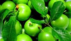 Bazarlarda kiloqramı 350 manata alça satılır - VİDEO