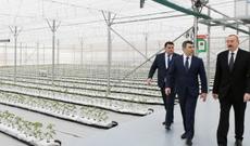 İlham Əliyev Tərəvəzçilik Elmi-Tədqiqat İnstitutunun açılışında iştirak edib