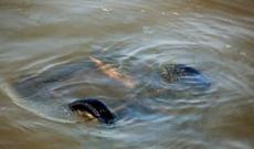 Bir ay əvvəl arvadını öldürən kişinin cəsədi tapıldı