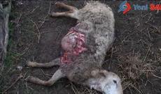 Goranboyda canavarlar kəndə hücum edib