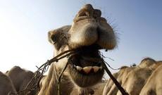 Xızıda zəlzələdən qorxan dəvə fəhləni öldürdü