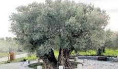 Bakıda 75 min manata ağac satılır - VİDEO