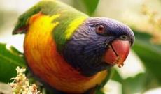 Narkoman tutuquşular fermerlərə qan uddurur - HEYRƏTAMİZ GÖRÜNTÜLƏR + VİDEO