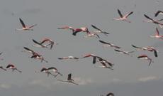 Qızılğac Milli Parkında 3000-4000 flaminqo qışlayır