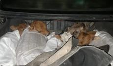 Minik avtomobilində 11 baş buzov aşkar olunub -VİDEO