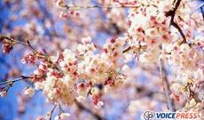 Apreldə havanın orta aylıq temperaturu iqlim normasına yaxın olacaq