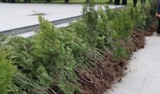 Ağac tinglərinin paylanılması aksiyası davam edir