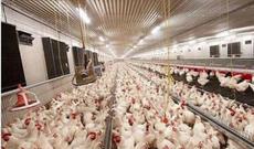 Quşçuluq fabrikindən 170 minlik məhsul oğurlandı