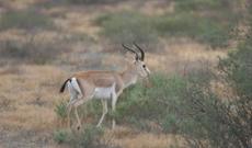 Milli parklarda “açıq qapı” günü keçiriləcək