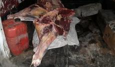 180 kq istifadəyə yararsız heyvan cəmdəyi aşkar olunub