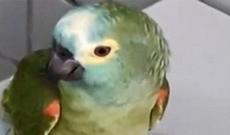 Polis tutuquşunu həbs etdi – Braziliyada əməliyyat