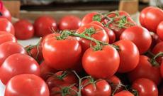 15,5 ton pomidorda güvə tapıldı, Rusiya sərhəddən buraxmadı