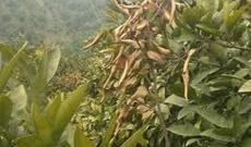 Bakıda yaşıllıq ərazi bir gecədə məhv edildi - VİDEO