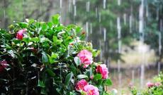 Sabah  bəzi yerlərdə yağış yağacağı gözlənilir