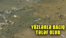 Pirşağı gölündə balıqlar kütləvi şəkildə məhv olublar-video