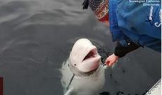 Rusiyanın casus delfini Norveçə qaçıb