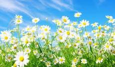 Sabah havanın dəyişkən buludlu olacağı, yağmursuz keçəcəyi gözlənilir