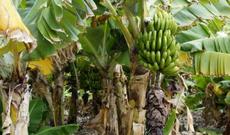 Kürdəmirdə banan yetişdirdilər-video