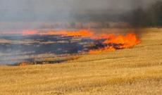 Şamaxıda taxıl sahəsi yanıb