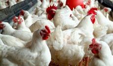 Fəhlələr fabrikdən 100 min manatlıq quş yemi oğurlayıblar