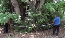 Hündürlüyü 50, gövdəsinin diametri isə 25 metrdən artıqdır